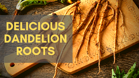 dandelion roots best
