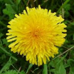 herbal tea types dandelion