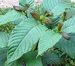 herbal tea types kratom