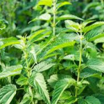 herbal tea types nettle