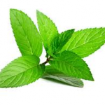 herbal tea types peppermint