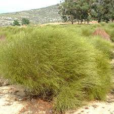 green rooibos tea bush