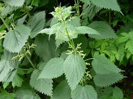 nettle tea facts