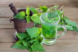 nettle leaf tea facts