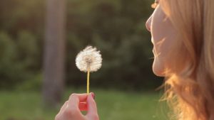 dandelion roots benefits