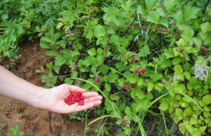 gardening raspberry plants