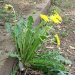 harvest best dandelion plant