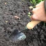 harvest dandelion roots dig