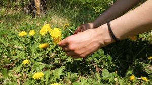 harvest dandelion roots guide