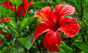 hibiscus tea plant