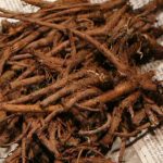 make roasted dandelion root