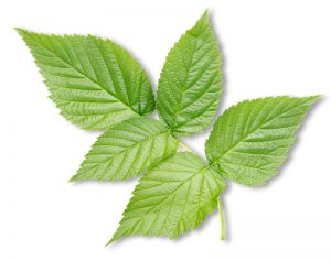 raspberry leaves tea