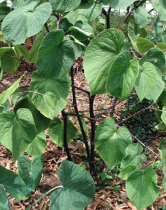 Kava Plant