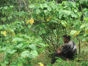 Kava Plant