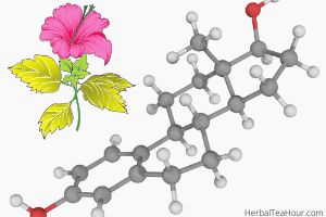 hibiscus tea hormones